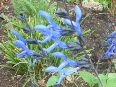 Salvia 'Black & Blue'