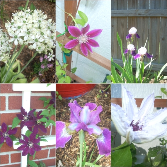 (From L-R across & down: Allium mulitbulbosum, Clematis 'Dr Ruppel', Unknown Iris, Clematis 'Niobe', Siberian Iris ' New Wine' and Clematis 'Snow Queen')