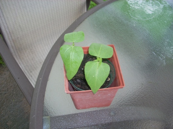 (Vigna unguiculata subsp. sesquipedalis) or Yardlong Bean
