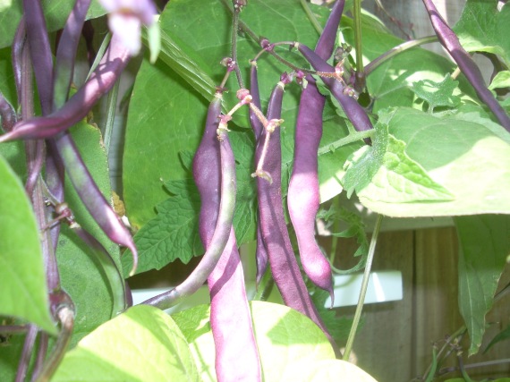 Organic Purple Podded Beans